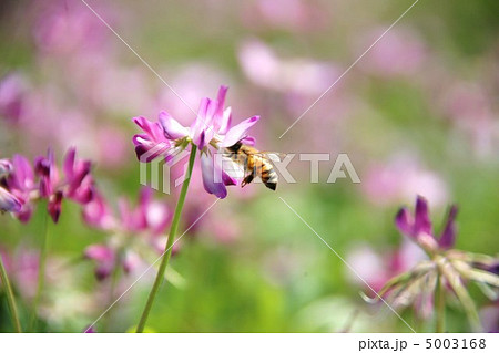 レンゲとミツバチ 5003168