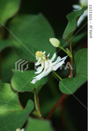 八重咲きのドクダミの花 真横から縦位置の写真素材