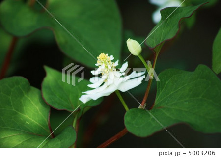 八重咲きのドクダミの花・真横から横位置 5003206