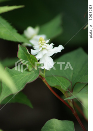 八重咲きのドクダミの花・縦位置 5003208