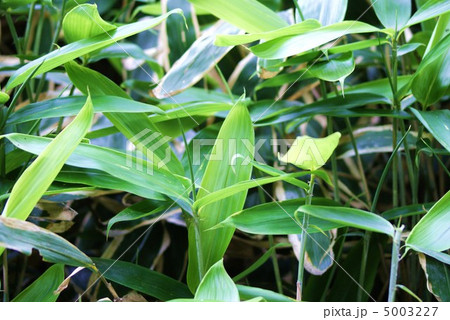 隈どりのないクマザサの若葉・横位置 隈どりのないクマザサの若葉・横位置 5003227