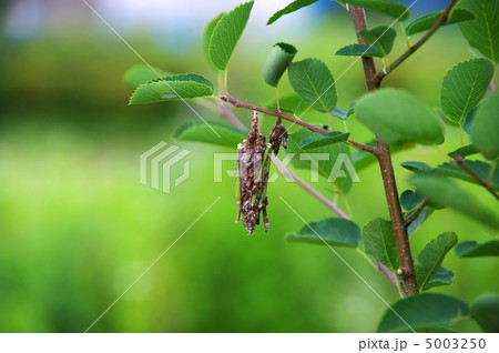 ミノムシ　ぶら下がるミノムシ 5003250