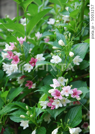 ハコネウツギの花 5003257