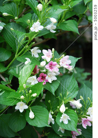 ハコネウツギの花 5003259