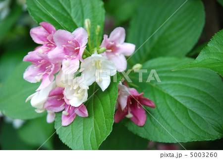 ハコネウツギの花 5003260