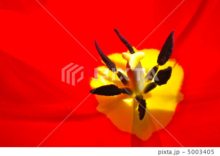 チューリップ 5003405