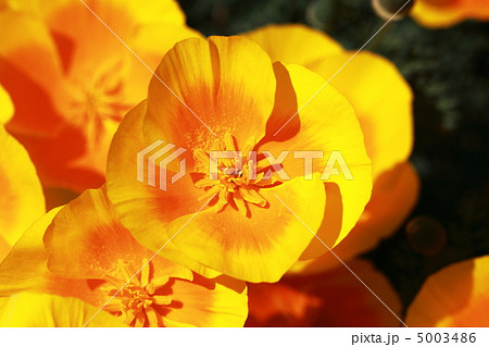 カリフォルニアポピー 5003486