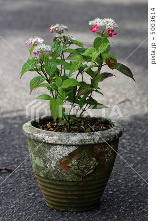 ヤマアジサイ紅 ヤマアジサイ紅 5003614