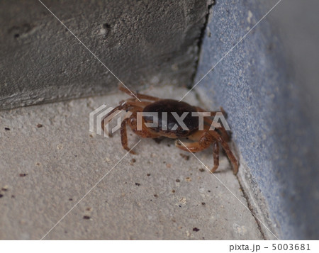 散歩するサワガニ 散歩するサワガニ 5003681