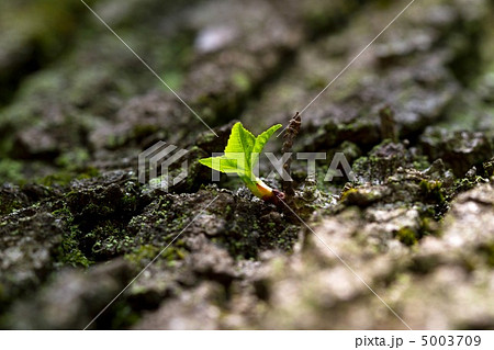 タイワンフウの若葉 タイワンフウの若葉 5003709
