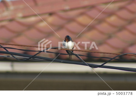 ツバメ ツバメ 5003778