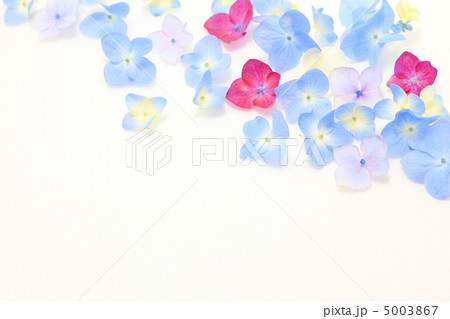 アジサイの花言葉は移り気 アジサイの花言葉は移り気 5003867