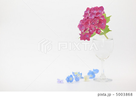 アジサイの花言葉は移り気 5003868