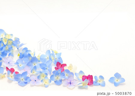 アジサイの花言葉は移り気 アジサイの花言葉は移り気 5003870