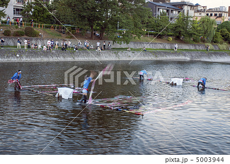 鴨川の友禅流し 鴨川の友禅流し 5003944