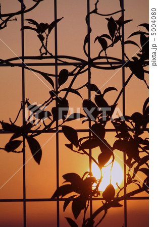 Sunset Memory 。 5004080