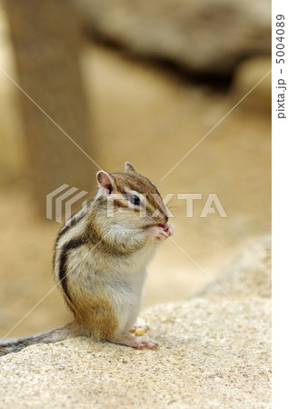 しまりす しまりす 5004089