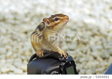 しまりす しまりす 5004091