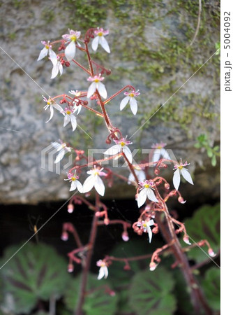 ユキノシタ ユキノシタ 5004092