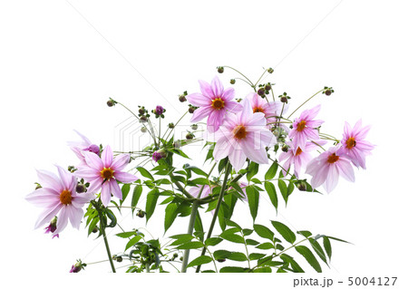 コウテイダリア 5004127