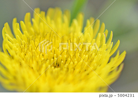 オニノゲシ 5004231