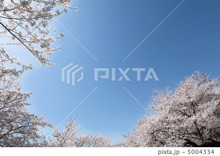 青空と桜 青空と桜 5004334