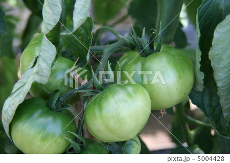 トマト トマト 5004428