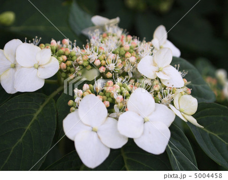 萼紫陽花 5004458