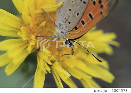 ベニシジミ 5004573