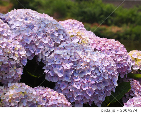 西洋紫陽花 5004574