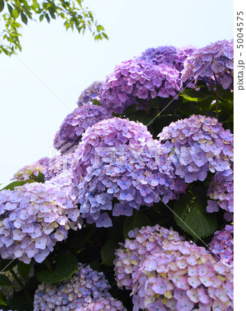 西洋紫陽花 5004575
