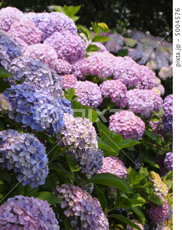 西洋紫陽花 5004576