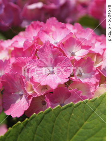 西洋紫陽花 5004578