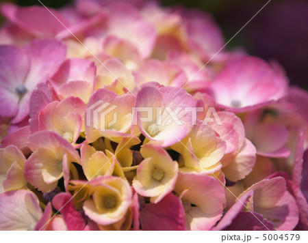 西洋紫陽花 5004579