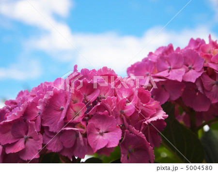 西洋紫陽花 5004580