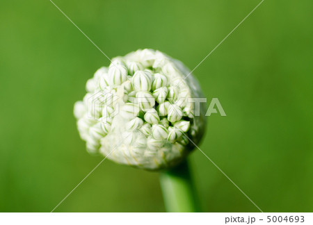 Onion flowers macro on green. Onion flowers macro on green. 5004693