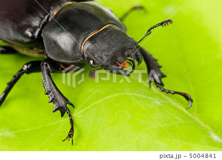 Female Lucanus cervus (stag beetle) i on the green leaf Female Lucanus cervus (stag beetle) i on the green leaf 5004841