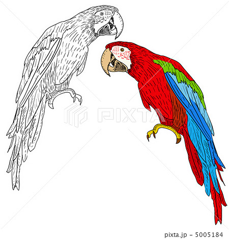 Macaws. Vector illustration. Macaws. Vector illustration. 5005184