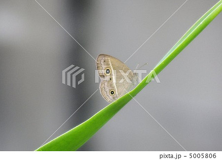 草の葉に止まるヒメジャノメ（クローズアップ） 5005806