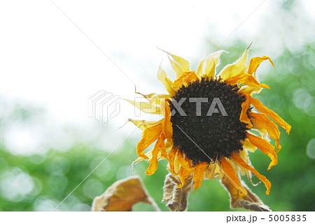 猛暑イメージ 猛暑イメージ 5005835