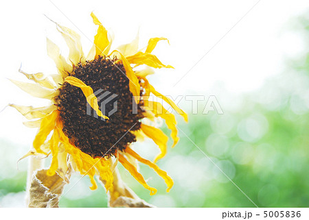 真夏日 真夏日 5005836