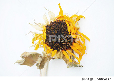 連日の猛暑 渇水 連日の猛暑 渇水 5005837