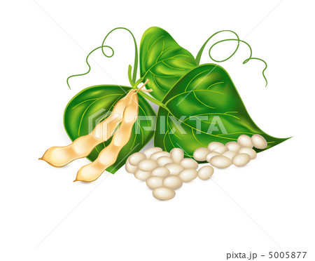 Kidney ( soy ) beans with leaves on white background. Vector eps 5005877