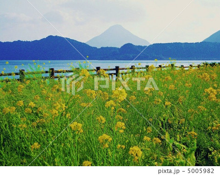 開聞岳と菜の花畑 開聞岳と菜の花畑 5005982