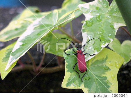 ベニカミキリ ベニカミキリ 5006044