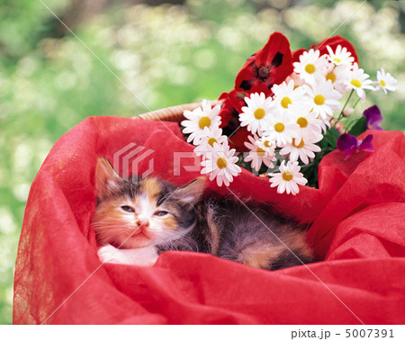 いたずら子犬＆おすまし子猫 5007391