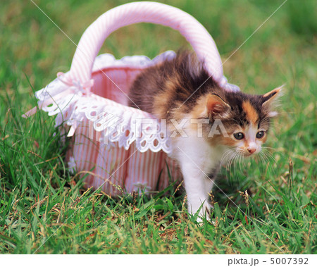 いたずら子犬＆おすまし子猫 5007392