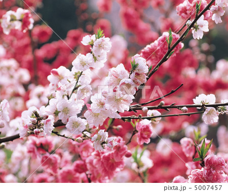 春の花木の写真素材