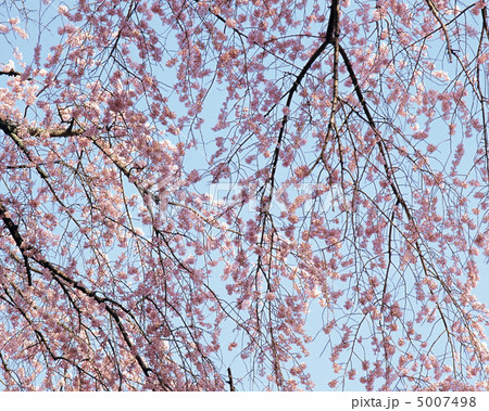 春の花木 5007498