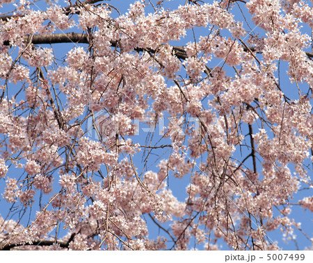 春の花木 春の花木 5007499